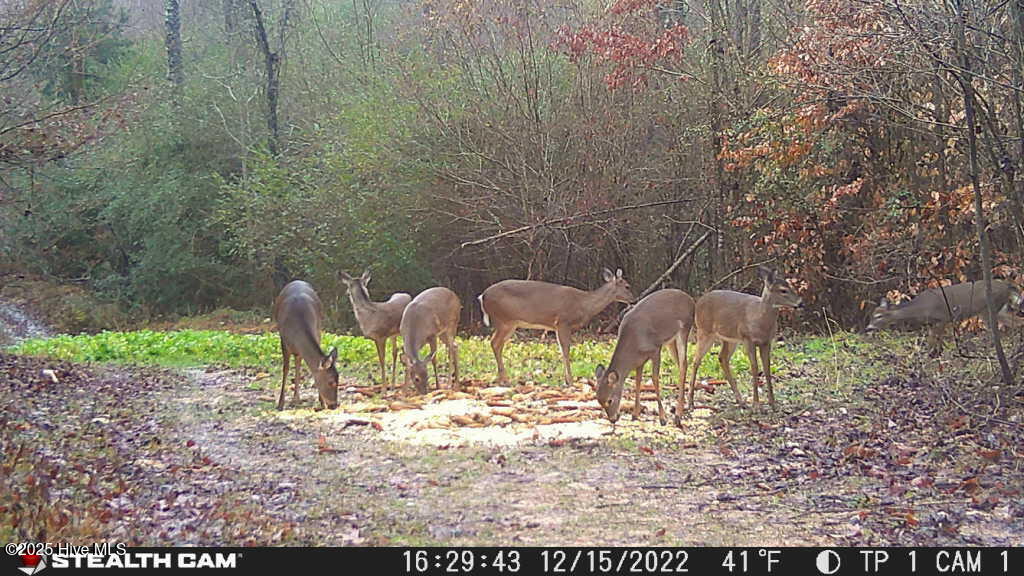 340 Kennedy Road Eagle Springs, NC 27242 - Photo 8 of 12 1671216258966