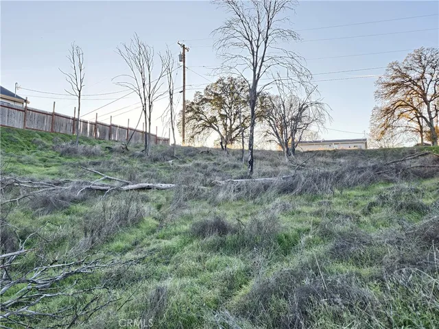 a view of a dry yard with trees