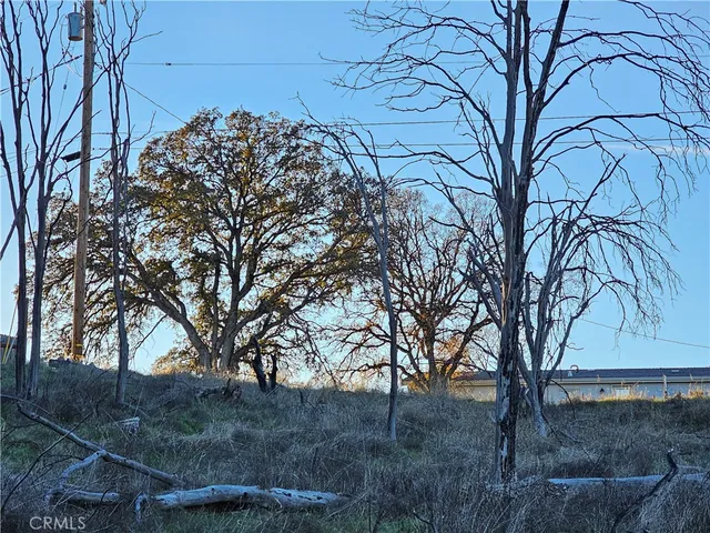a view of a forest filled with trees