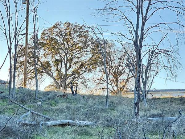 a view of a forest filled with trees