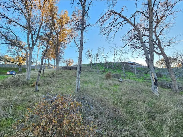 a view of a forest with trees in the background