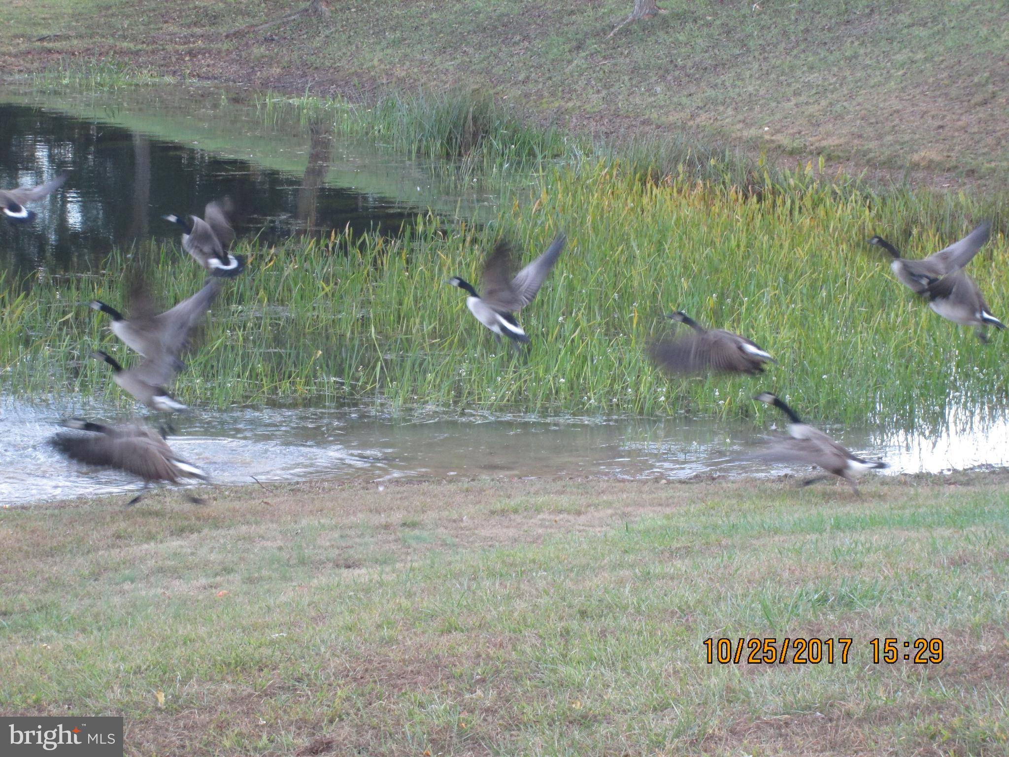 158 Pious View Road Berkeley Springs, WV 25411 - Photo 22 of 28 Ducks on the pond!