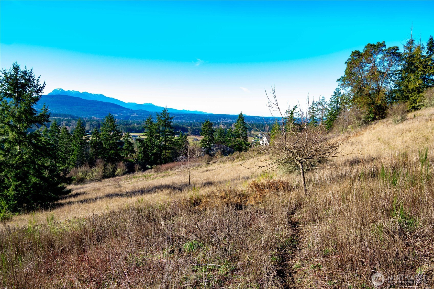 3 Hillside Drive Sequim, WA 98382 - Photo 14 of 27 a view of a yard with a tree