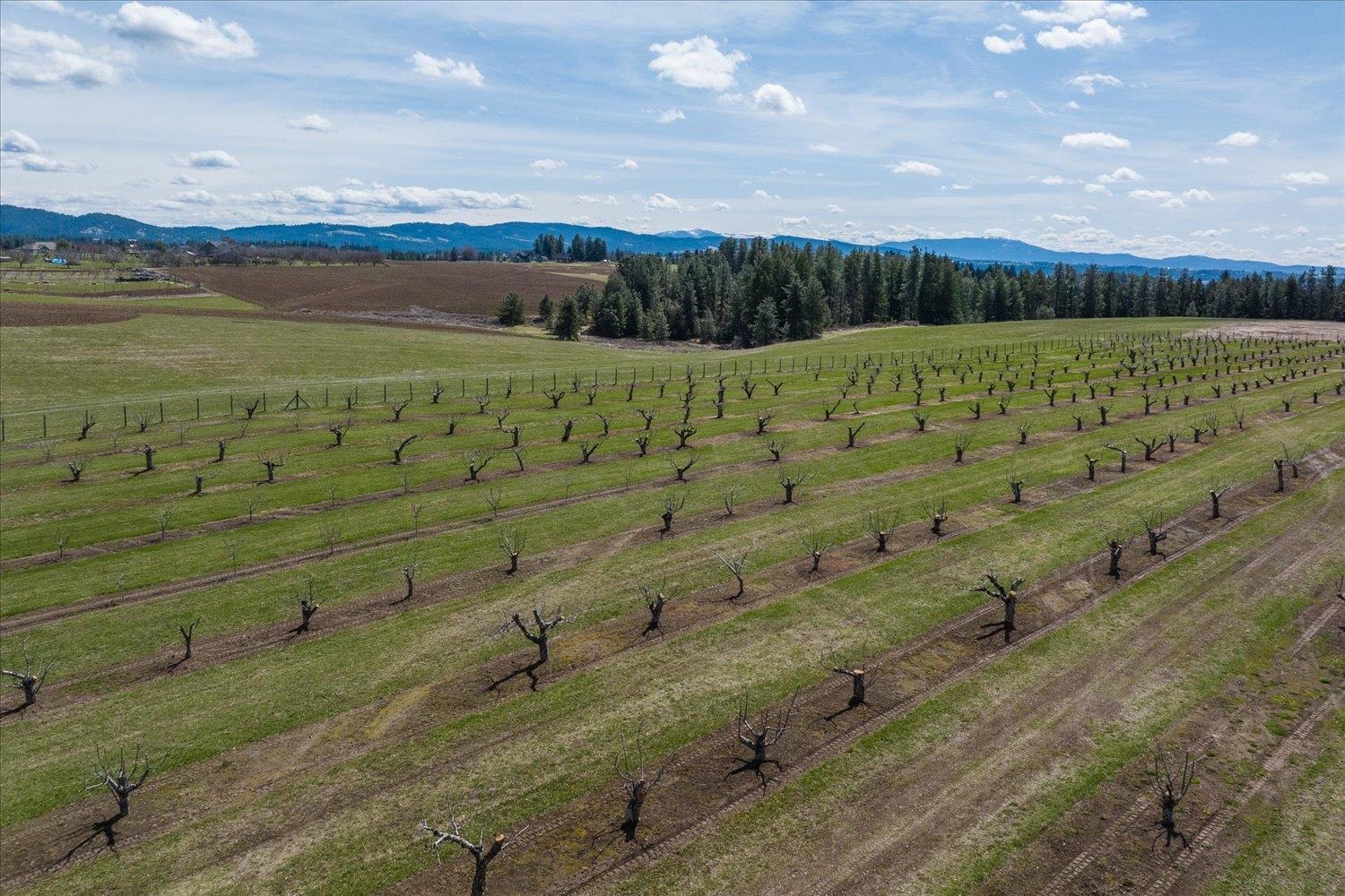 8214 East Greenbluff Road Colbert, WA 99005 - Photo 47 of 50