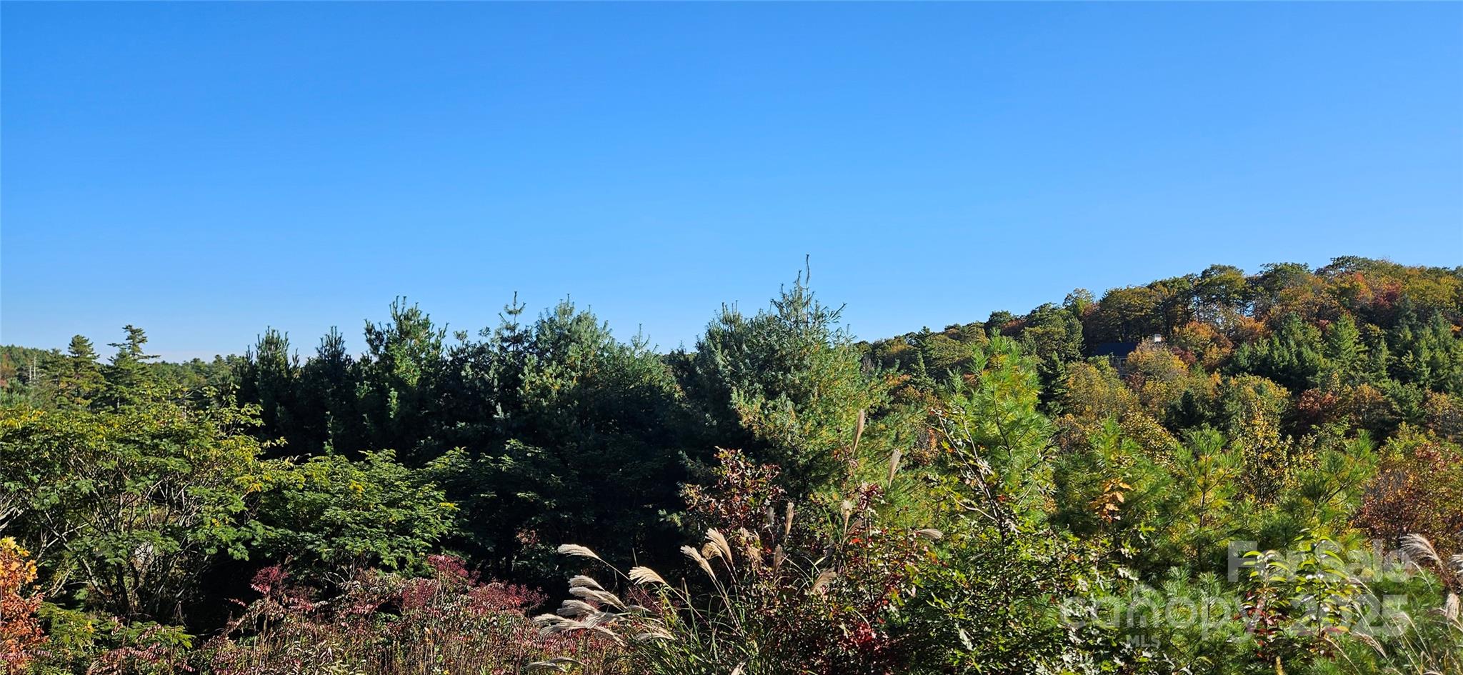 a view of a bunch of trees