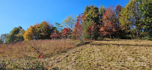 a view of a yard with trees in the background