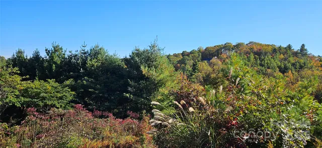 a view of a bunch of trees and bushes