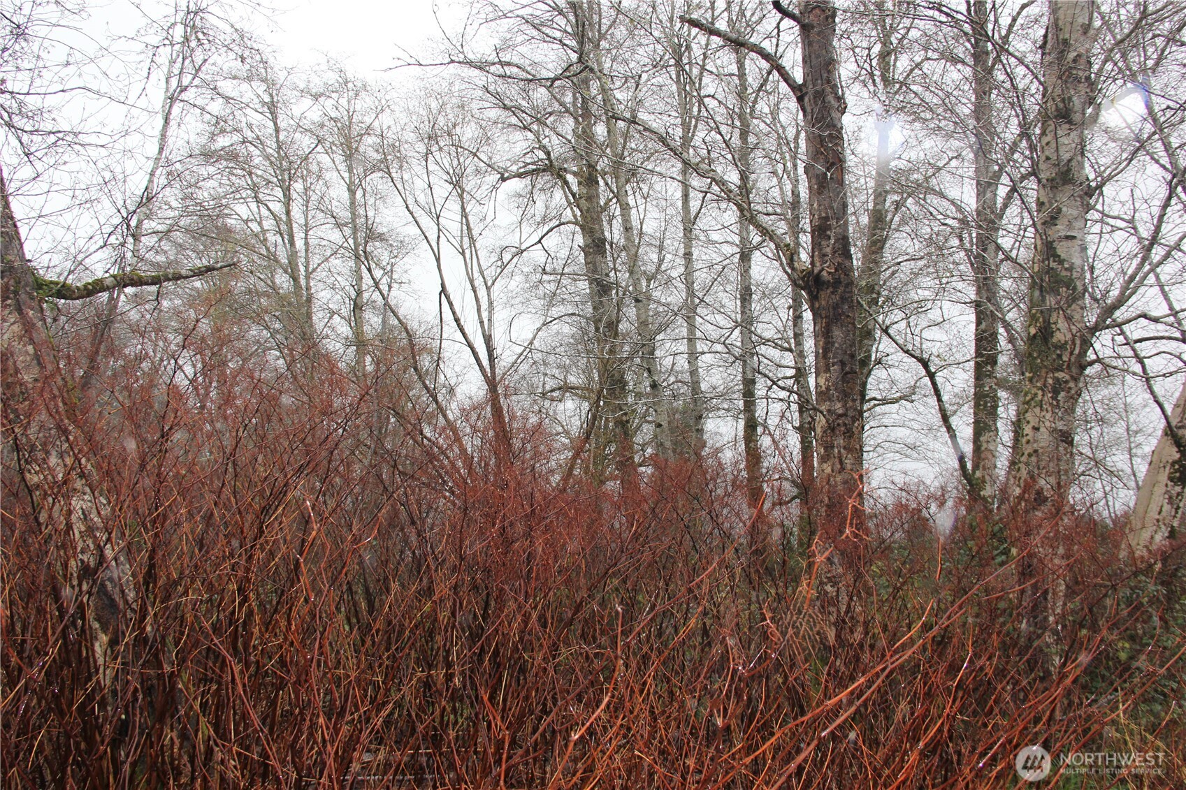 0 Godfrey Street Raymond, WA 98577 - Photo 2 of 2 a view of forest