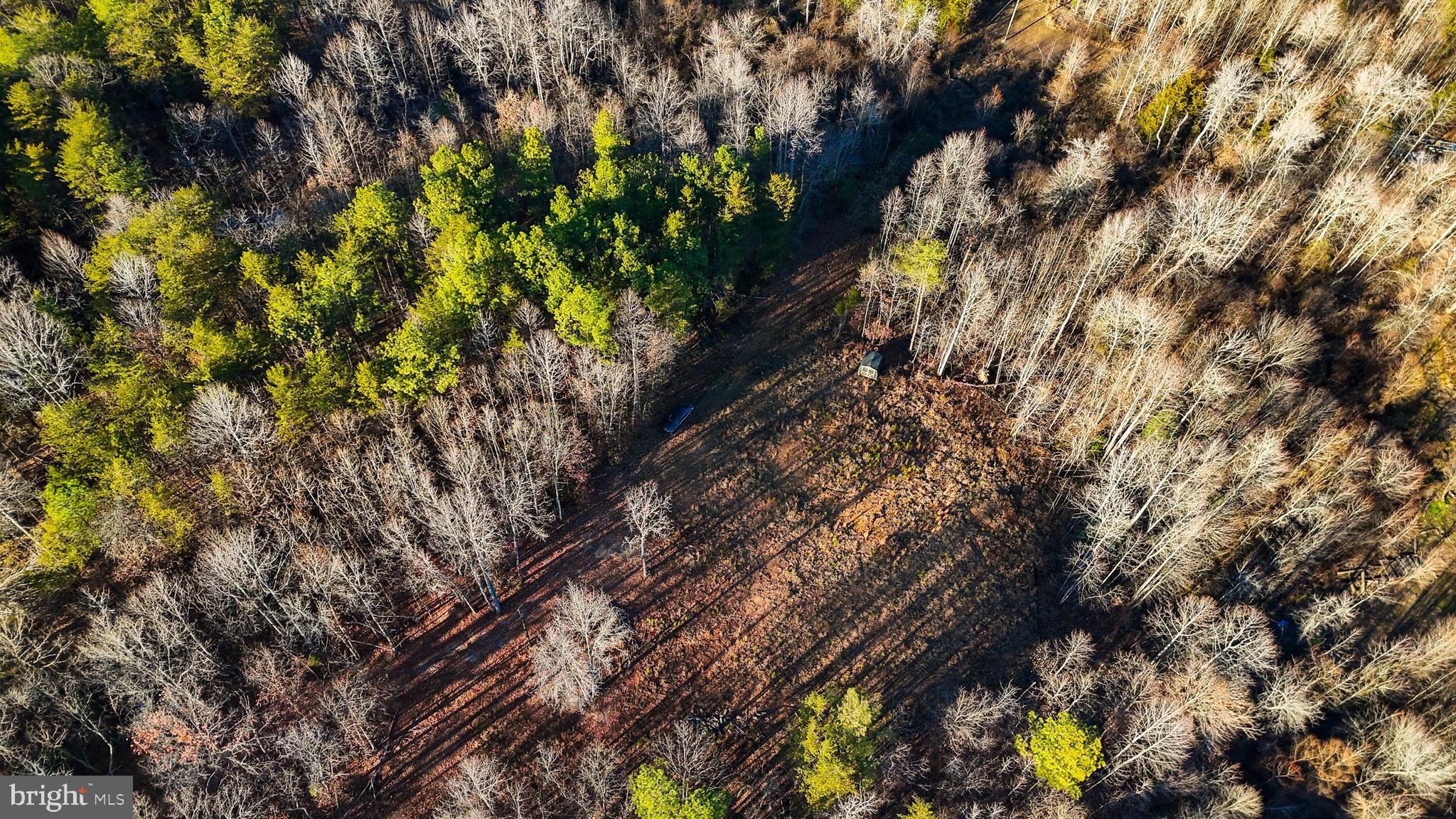 0 Curley Lane Bumpass, VA 23024 - Photo 13 of 15 a picture of tree