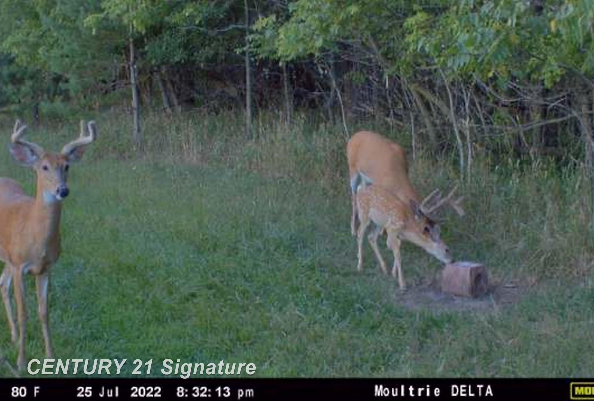 3175 South Meridian Road Merrill, MI 48637 - Photo 75 of 78