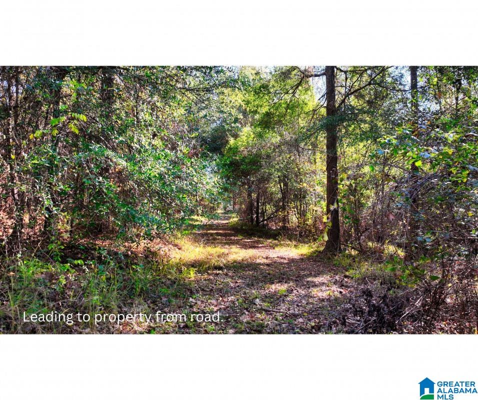 0 Cemetery Road Marion, AL 36756 - Photo 3 of 7