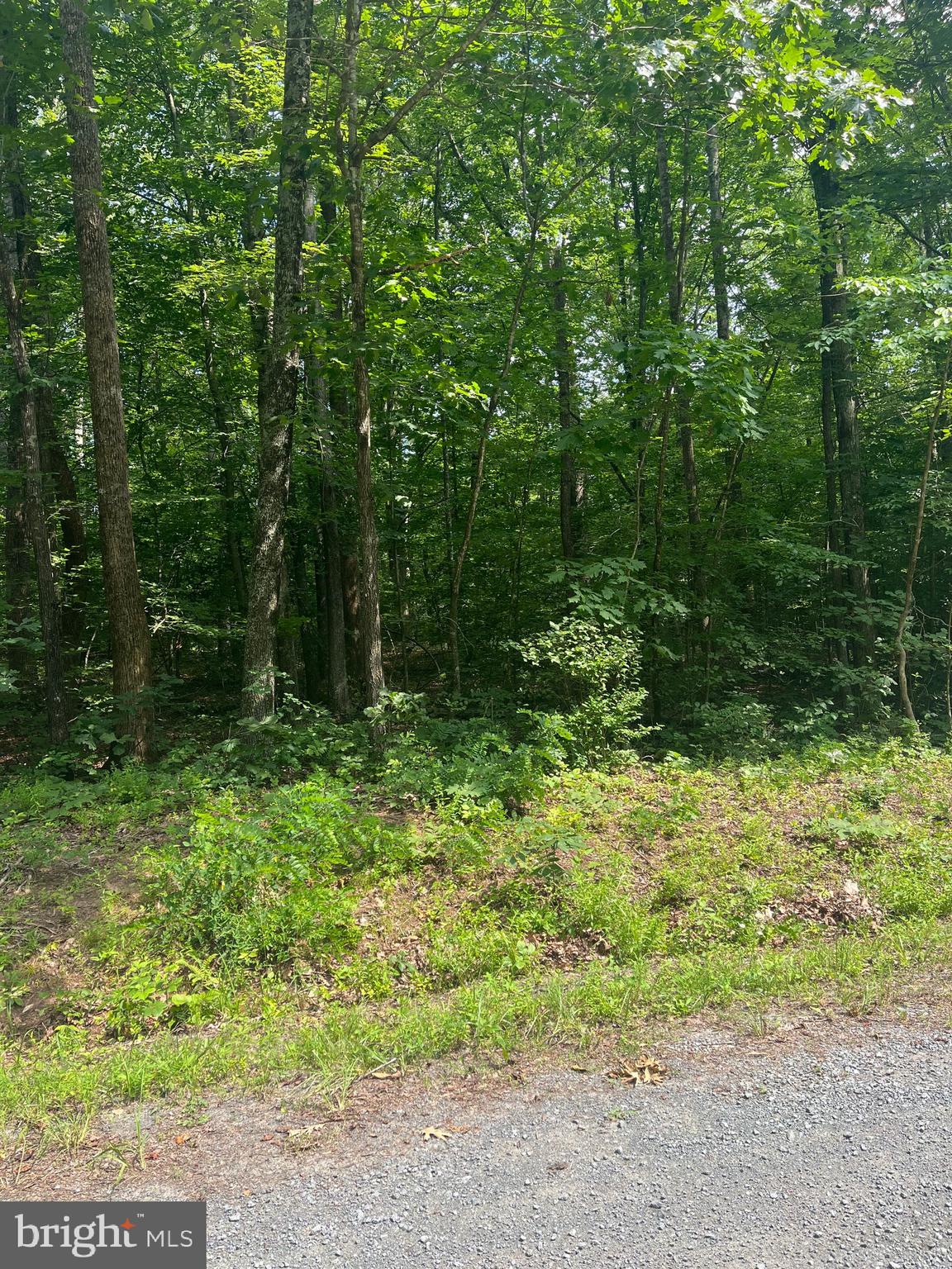 631 Hawk Circle Locust Dale, VA 22948 - Photo 2 of 7 Gorgeous Wooded Lot
