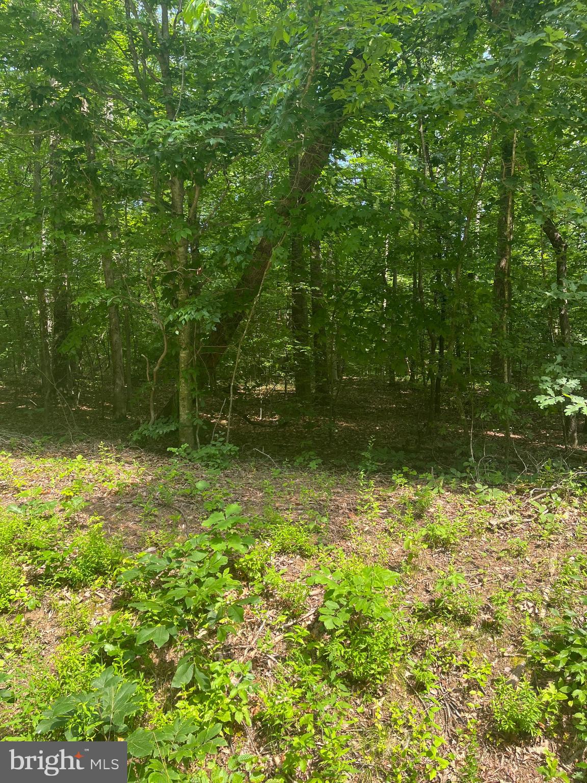 631 Hawk Circle Locust Dale, VA 22948 - Photo 6 of 7 Private corner Lot