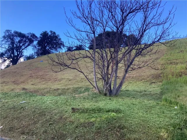 a view of a lush green forest