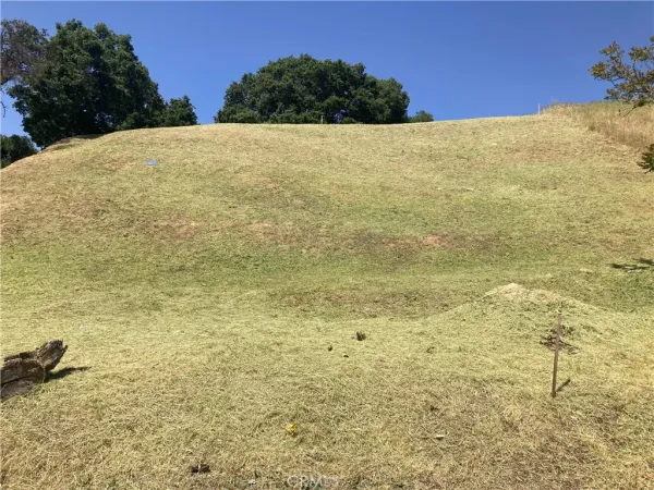 a view of a yard with large trees