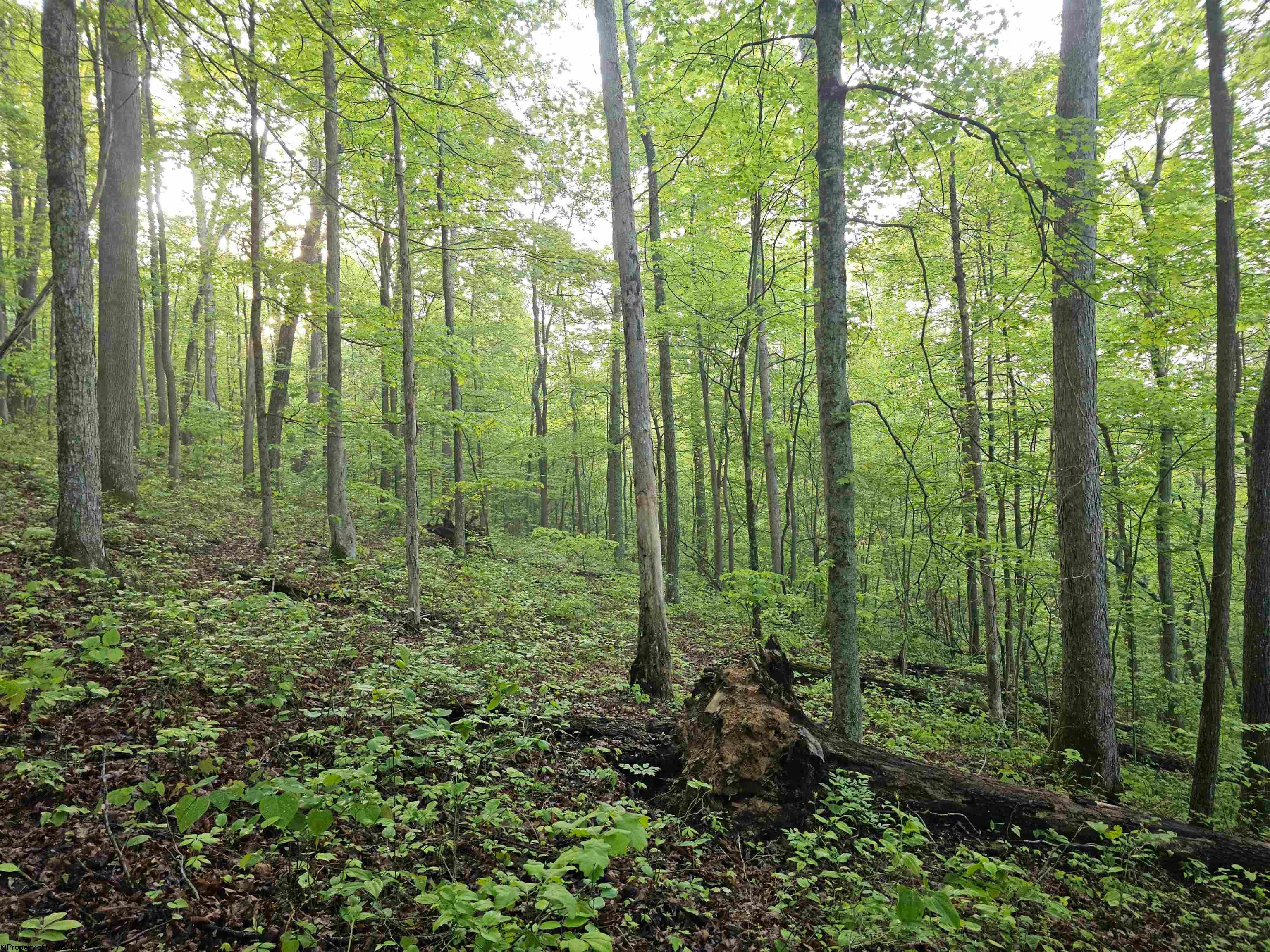 1 John Orr Road Independence, WV 26374 - Photo 29 of 50 Gallery Image 29