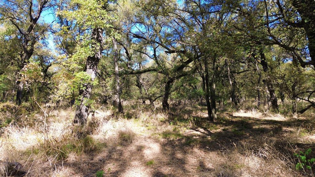 0 Bee Creek Road Maypearl, TX 76064 - Photo 31 of 39 a view of a tree
