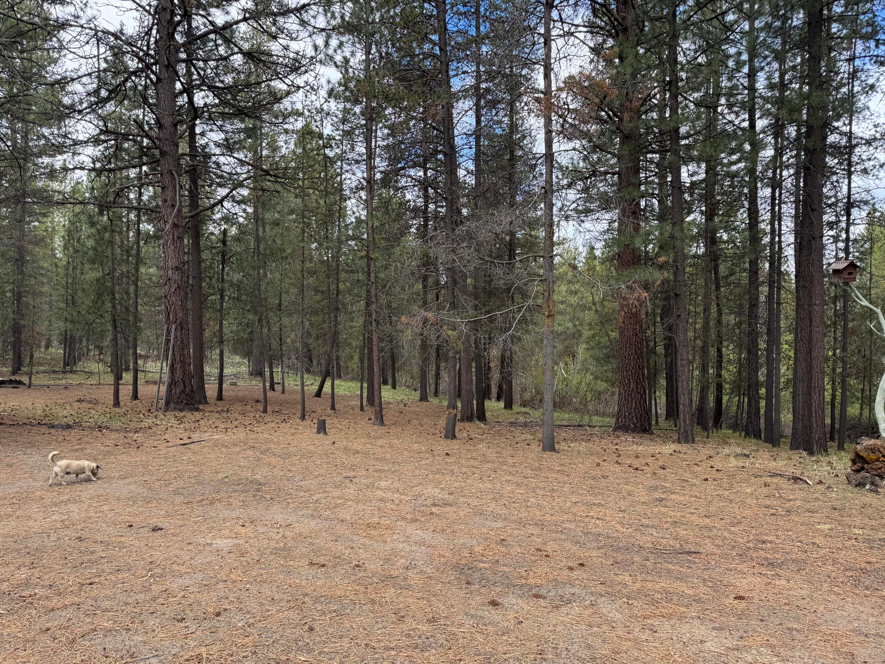 15834 Jackpine Road La Pine, OR 97739 - Photo 45 of 49 44