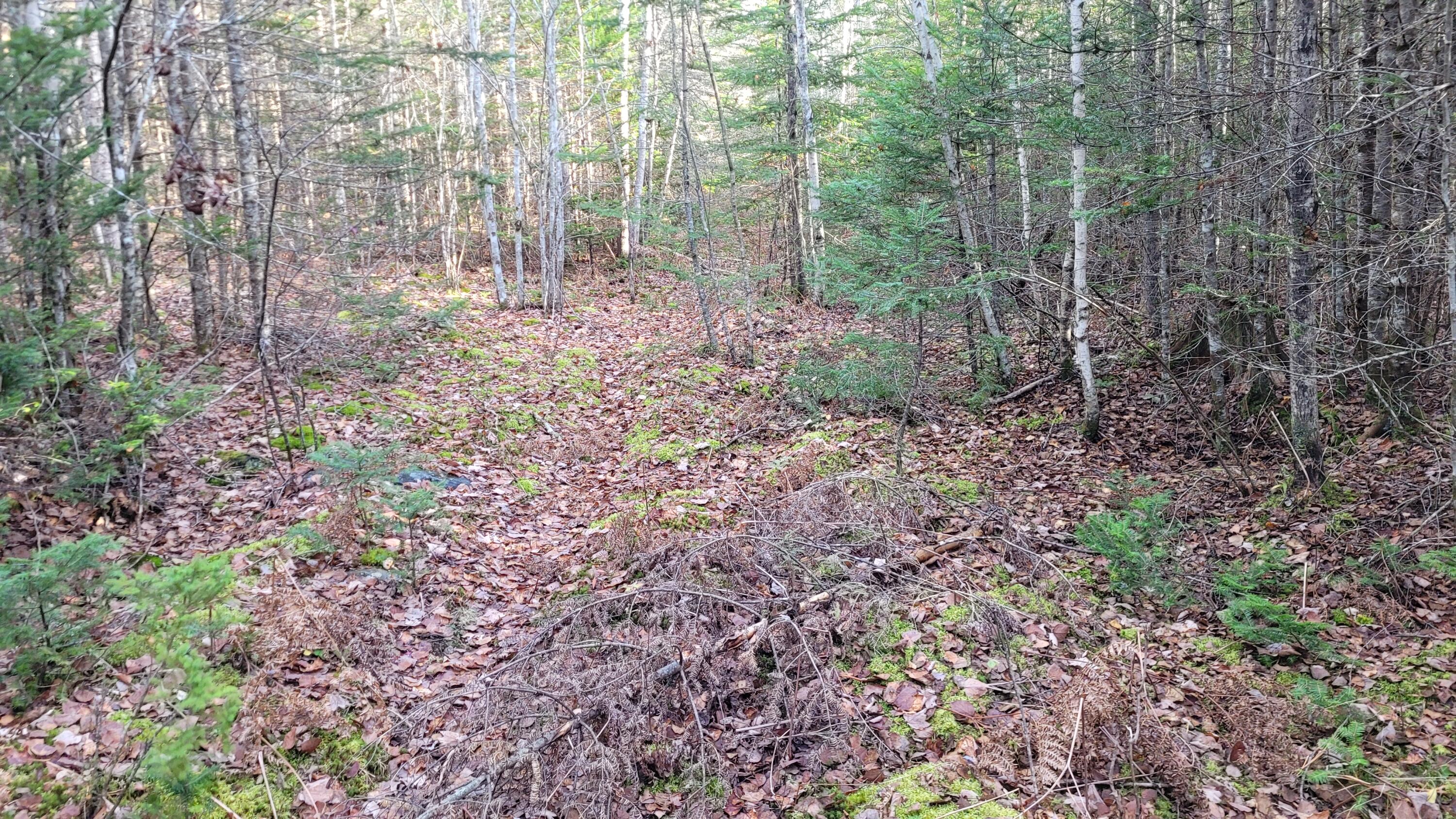 Lot 11 Fox Run Ellsworth, ME 04605 - Photo 4 of 4 20221106_082858