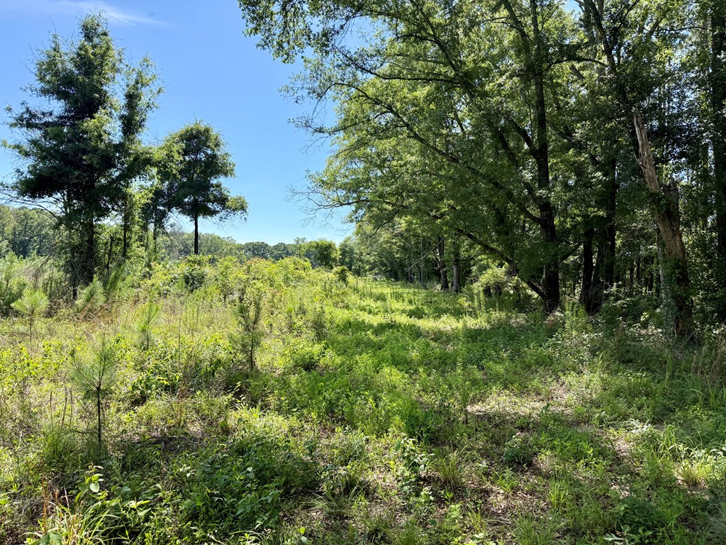60-acres Hutton Road Hartford, AL 36344 - Photo 6 of 31