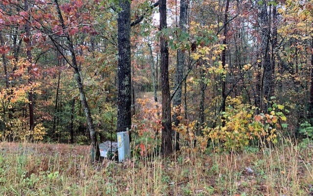 Lt4 Lt4 Chimney Ridge Ellijay, GA 30540 - Photo 1 of 1 a view of a forest filled with trees