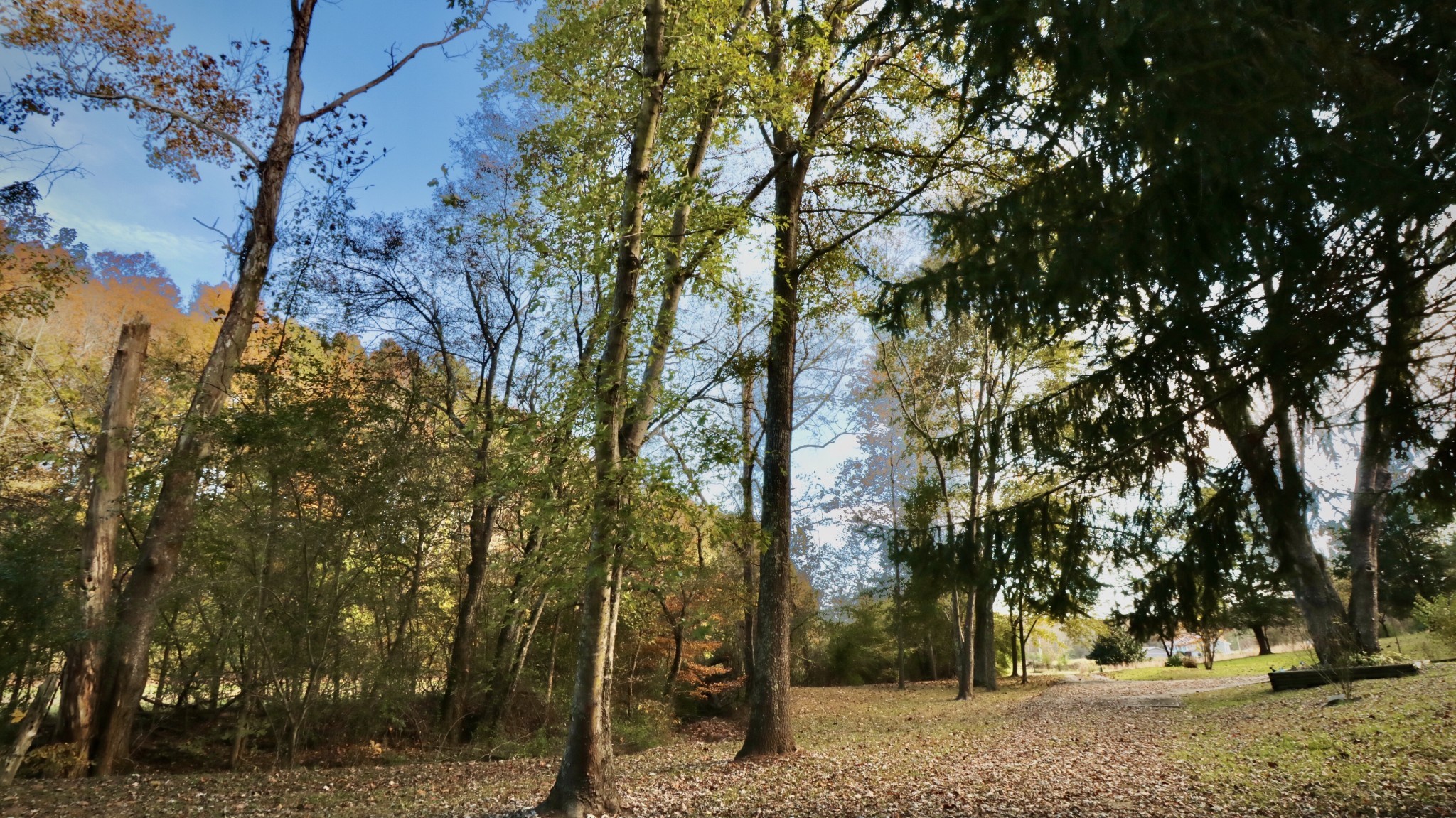 241 Mockerson Road Leoma, TN 38468 - Photo 4 of 43 a view of outdoor space with trees