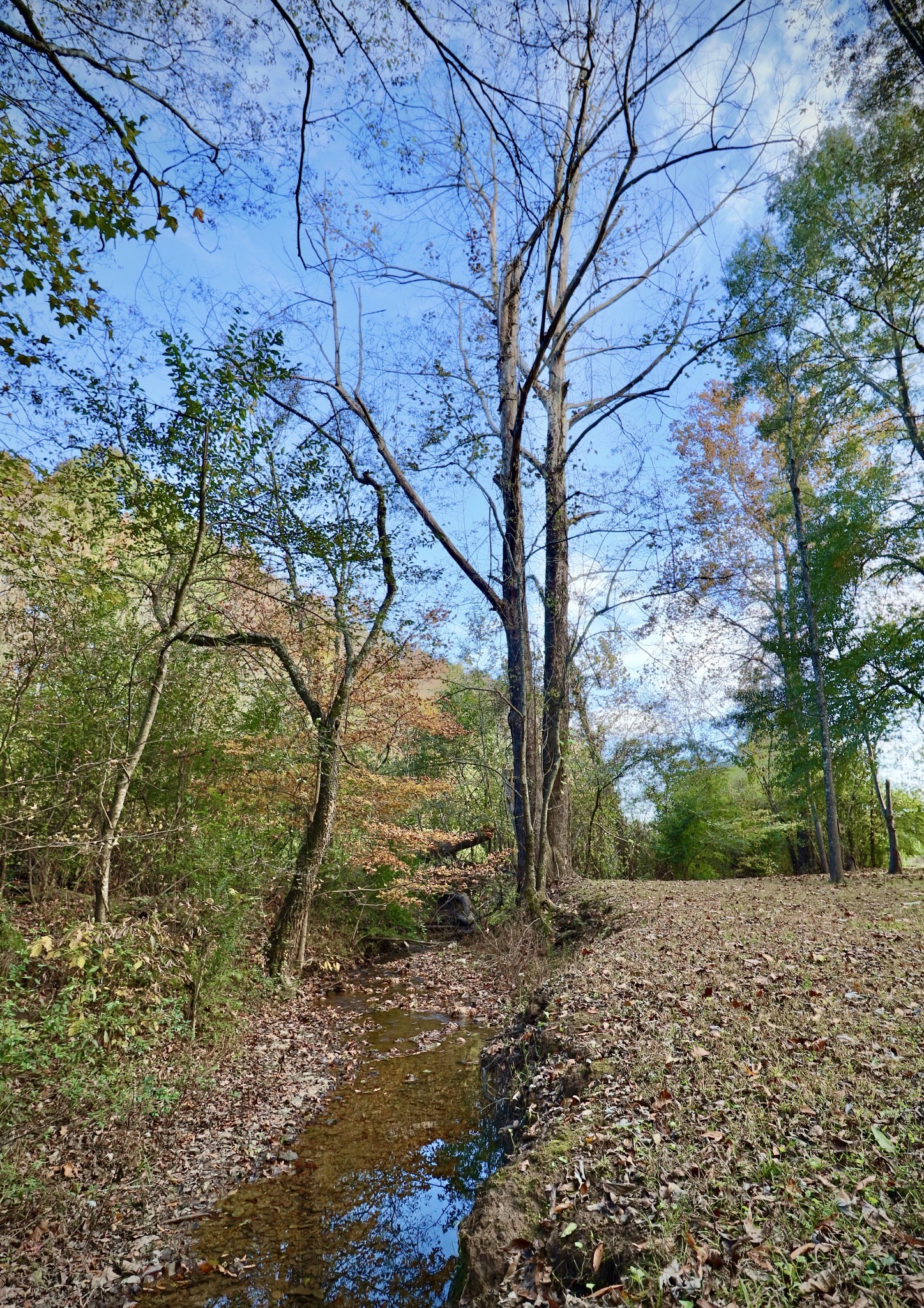 241 Mockerson Road Leoma, TN 38468 - Photo 8 of 43 a backyard of a house with lots of green space