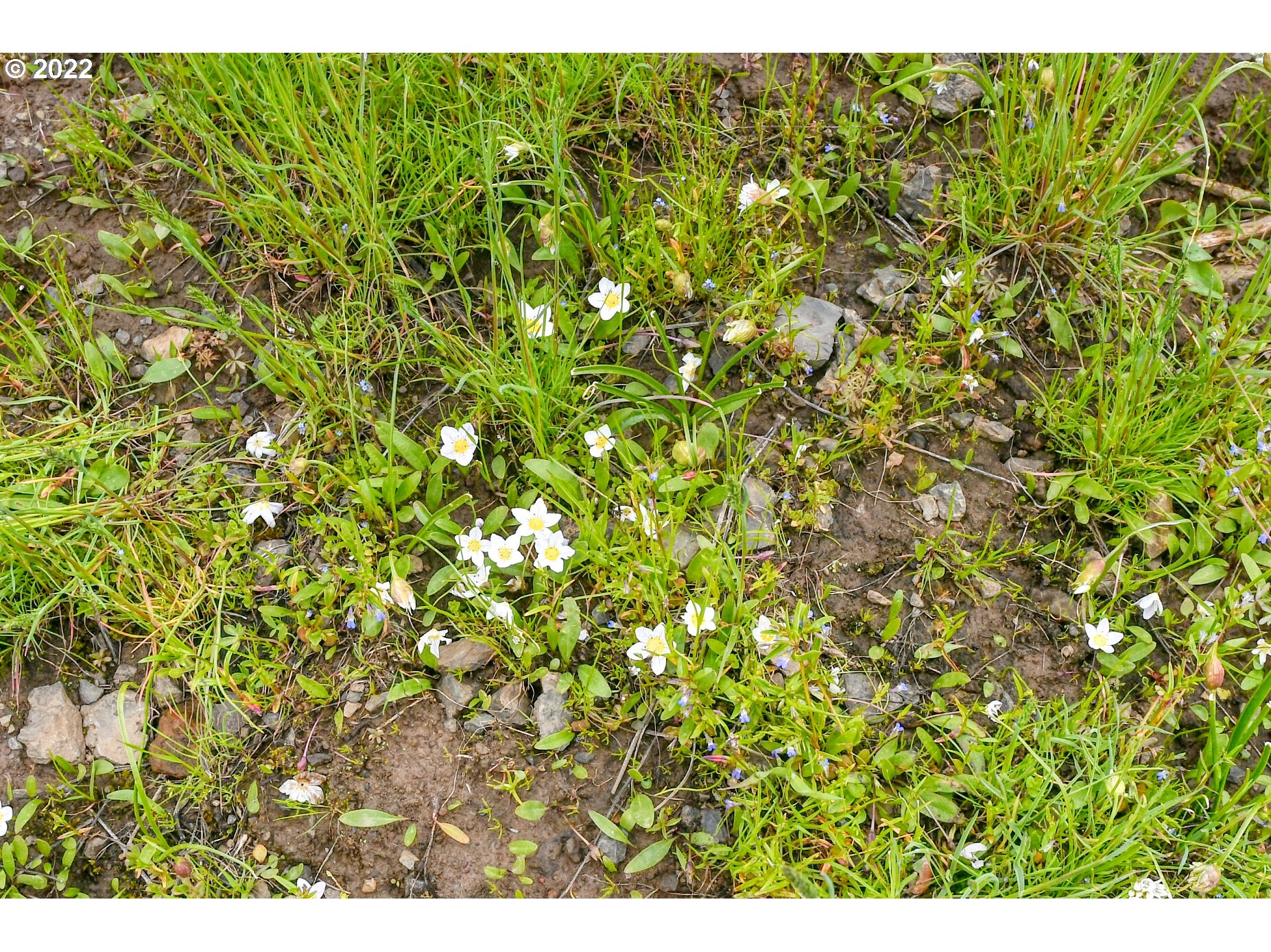 69171 Forest Service 3030 Road Meacham, OR 97859 - Photo 21 of 32