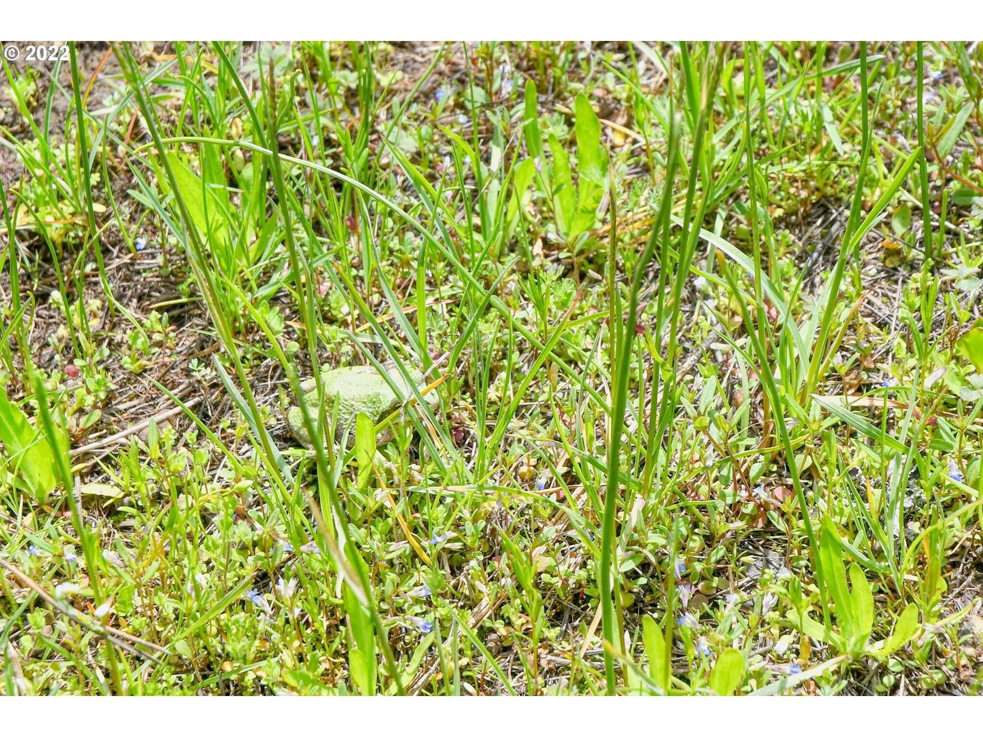 69171 Forest Service 3030 Road Meacham, OR 97859 - Photo 32 of 32