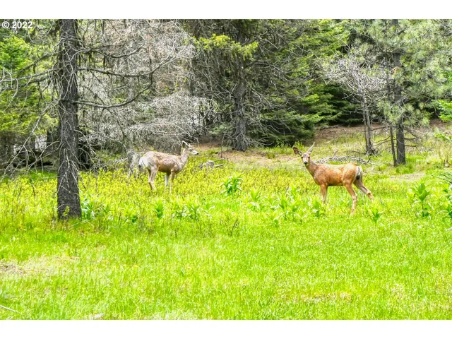 $175,000 | 69171 Forest Service 3030 Road, Meacham, OR 97859