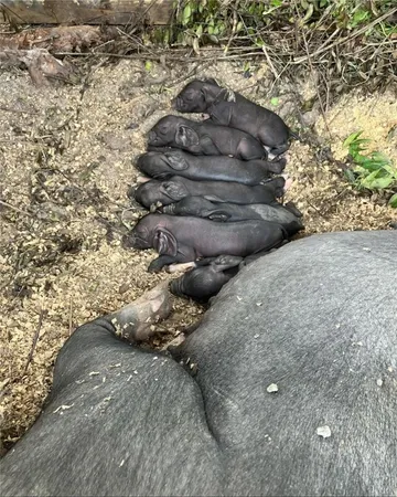 $695,000 | 29 Standing Garden Lane, Folkston, GA 31537