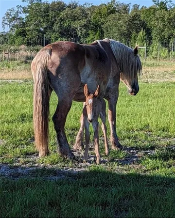 $695,000 | 29 Standing Garden Lane, Folkston, GA 31537