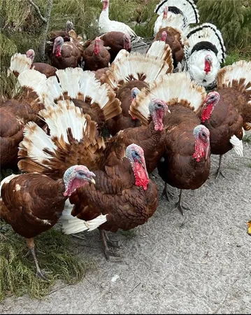 $695,000 | 29 Standing Garden Lane, Folkston, GA 31537