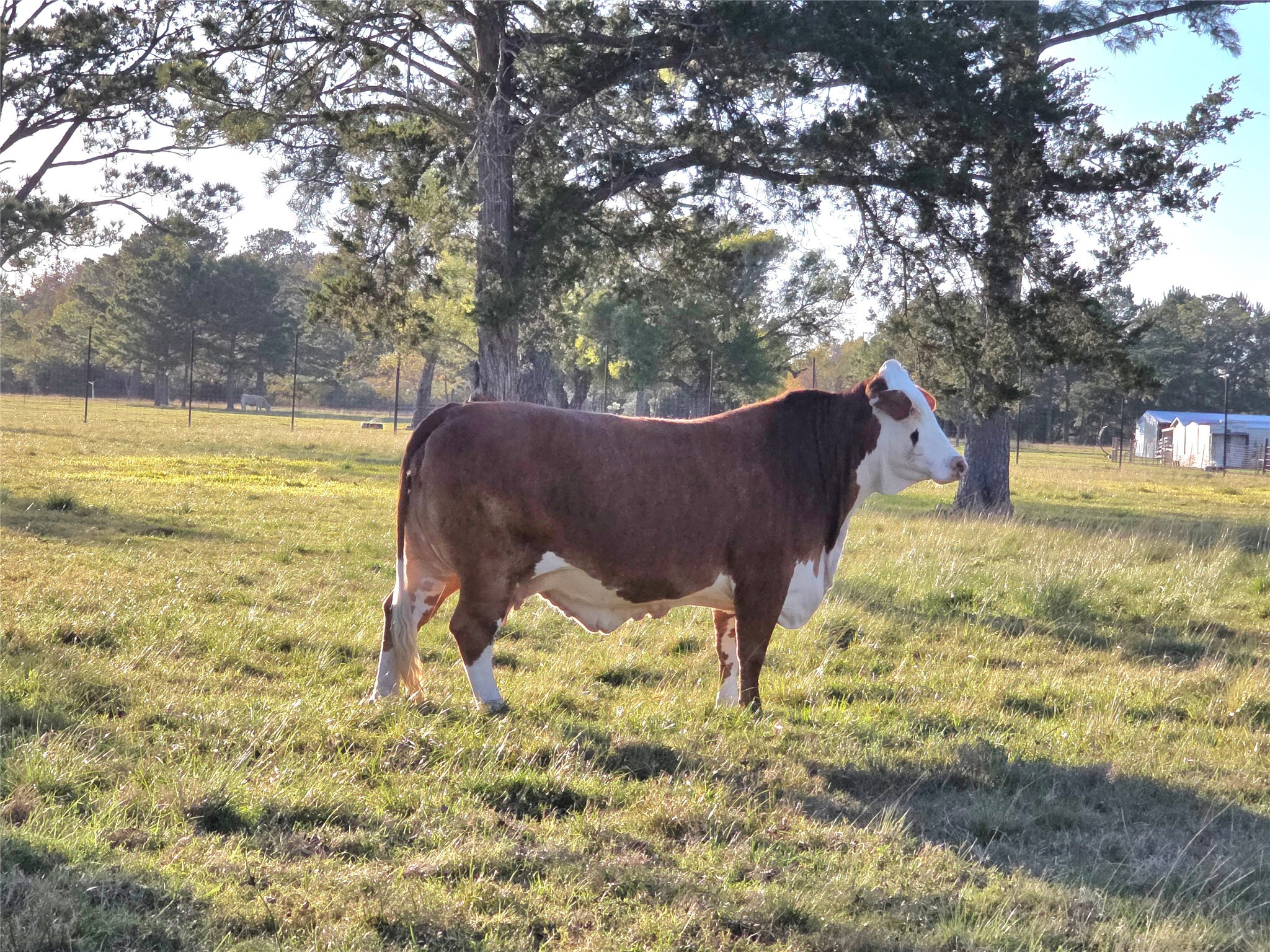 730 County Road 6610 Dayton, TX 77535 - Photo 9 of 14 a view of a yard with an outdoor space