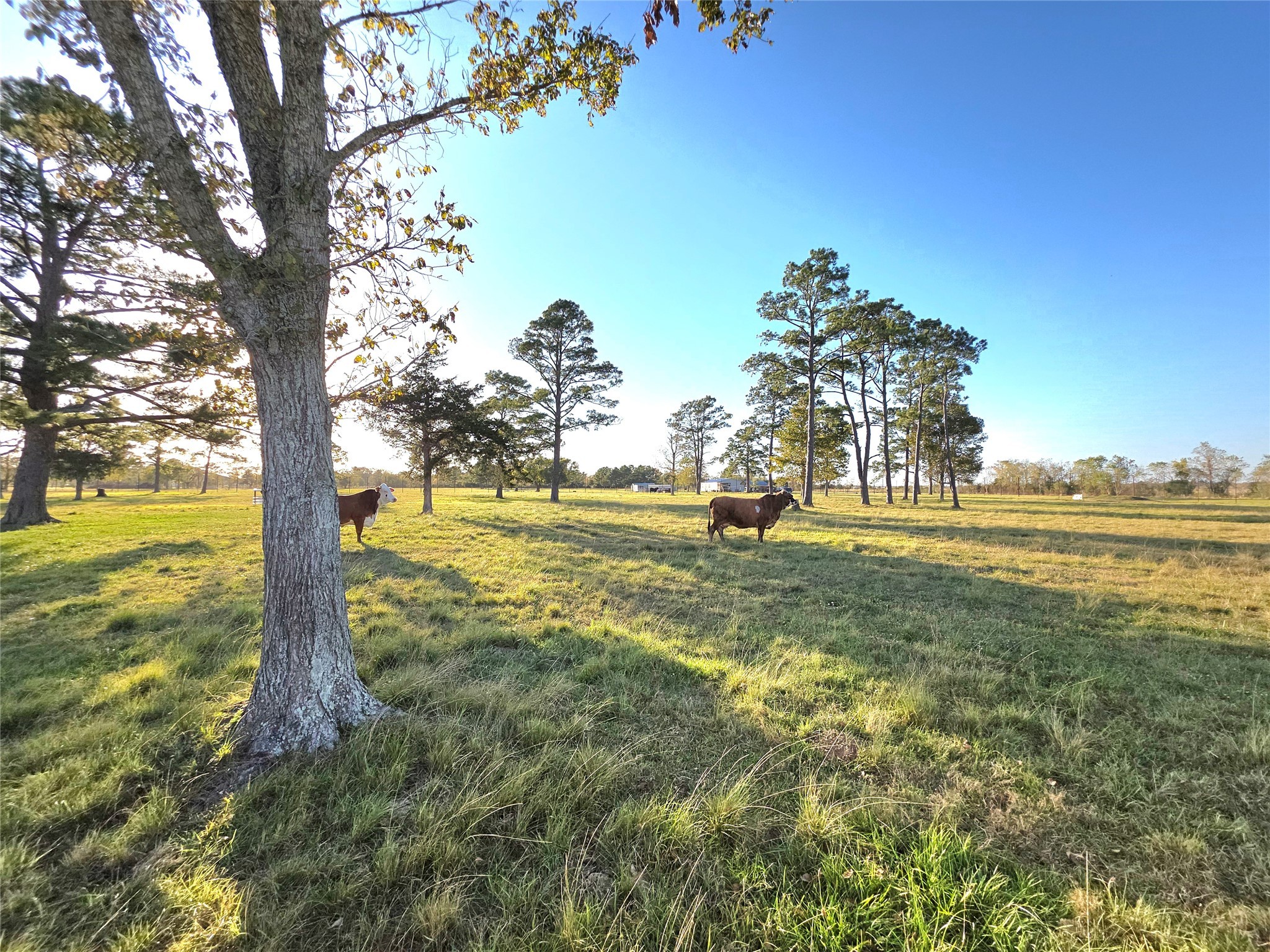 730 County Road 6610 Dayton, TX 77535 - Photo 10 of 14 a view of a yard with a tree