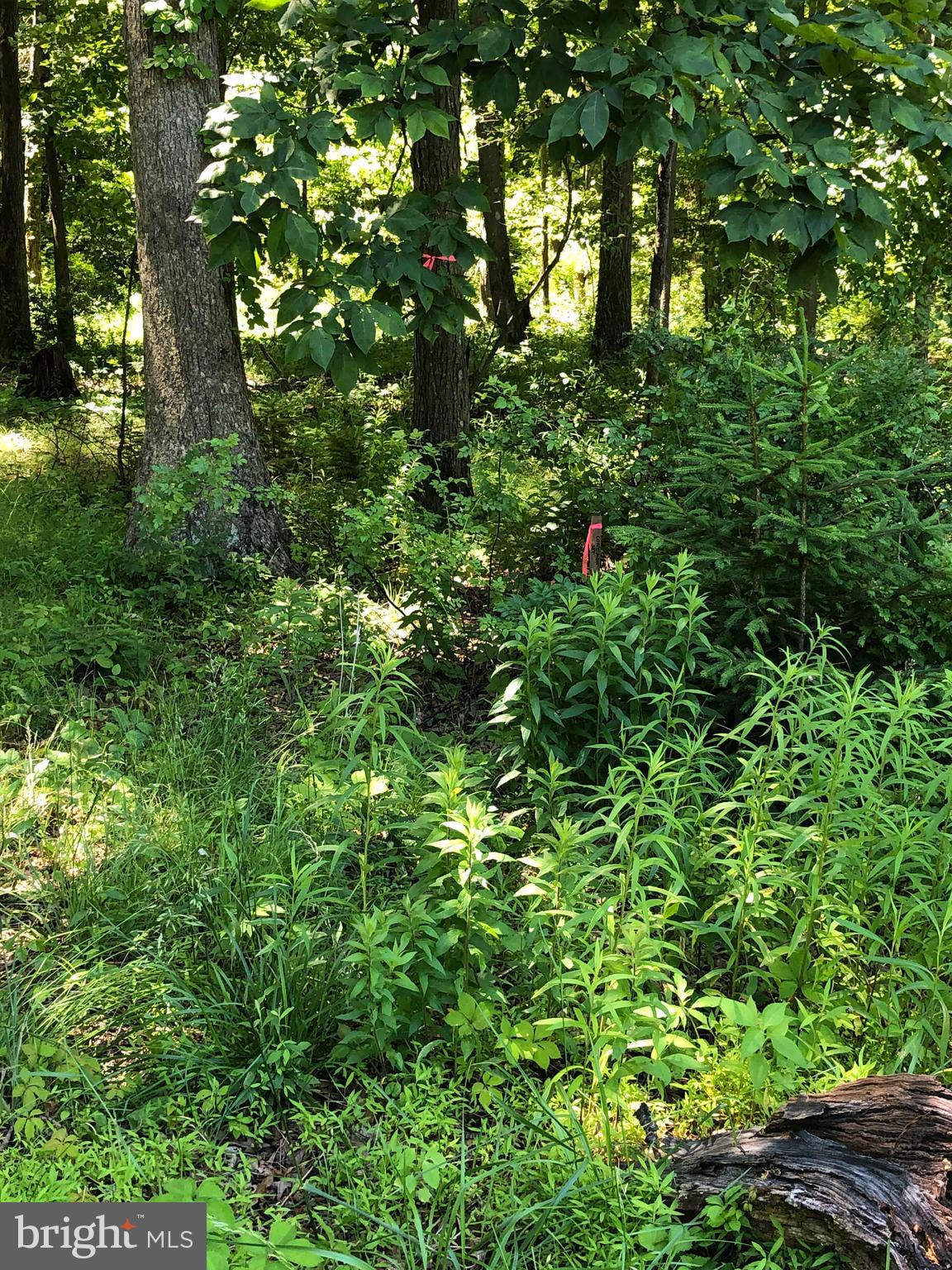 0 Rocky Ridge Road Quakertown, PA 18951 - Photo 7 of 8 Pink flag denotes beginning of property.