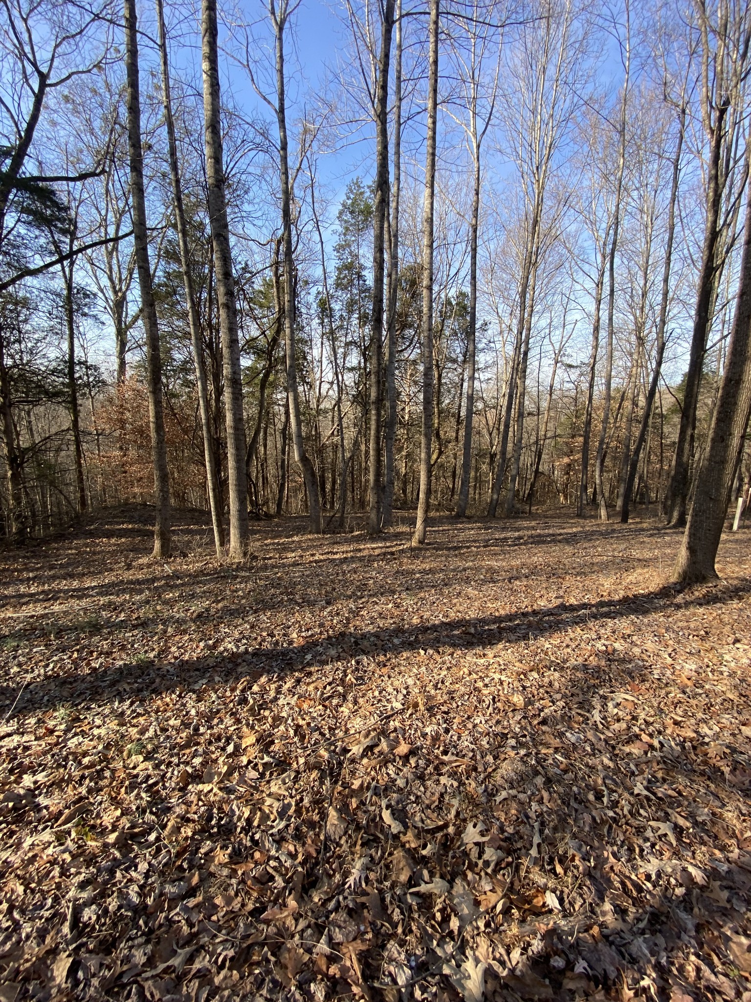 4429 Memory Lane Adams, TN 37010 - Photo 3 of 10 Gallery Image 3