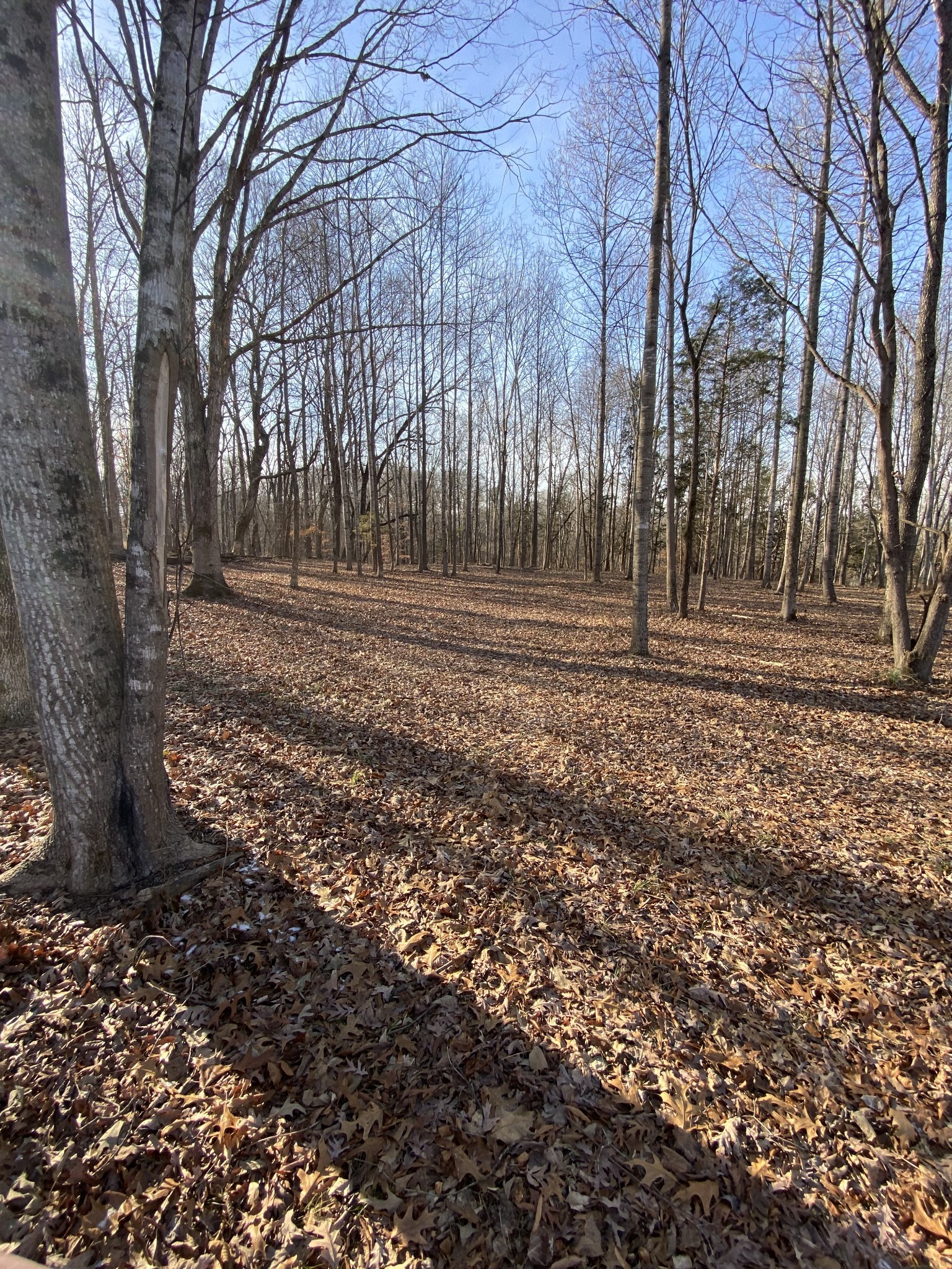 4429 Memory Lane Adams, TN 37010 - Photo 4 of 10 Gallery Image 4