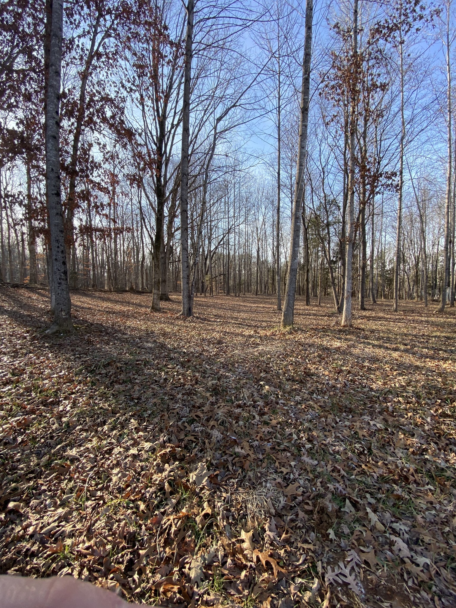 4429 Memory Lane Adams, TN 37010 - Photo 7 of 10 Gallery Image 7
