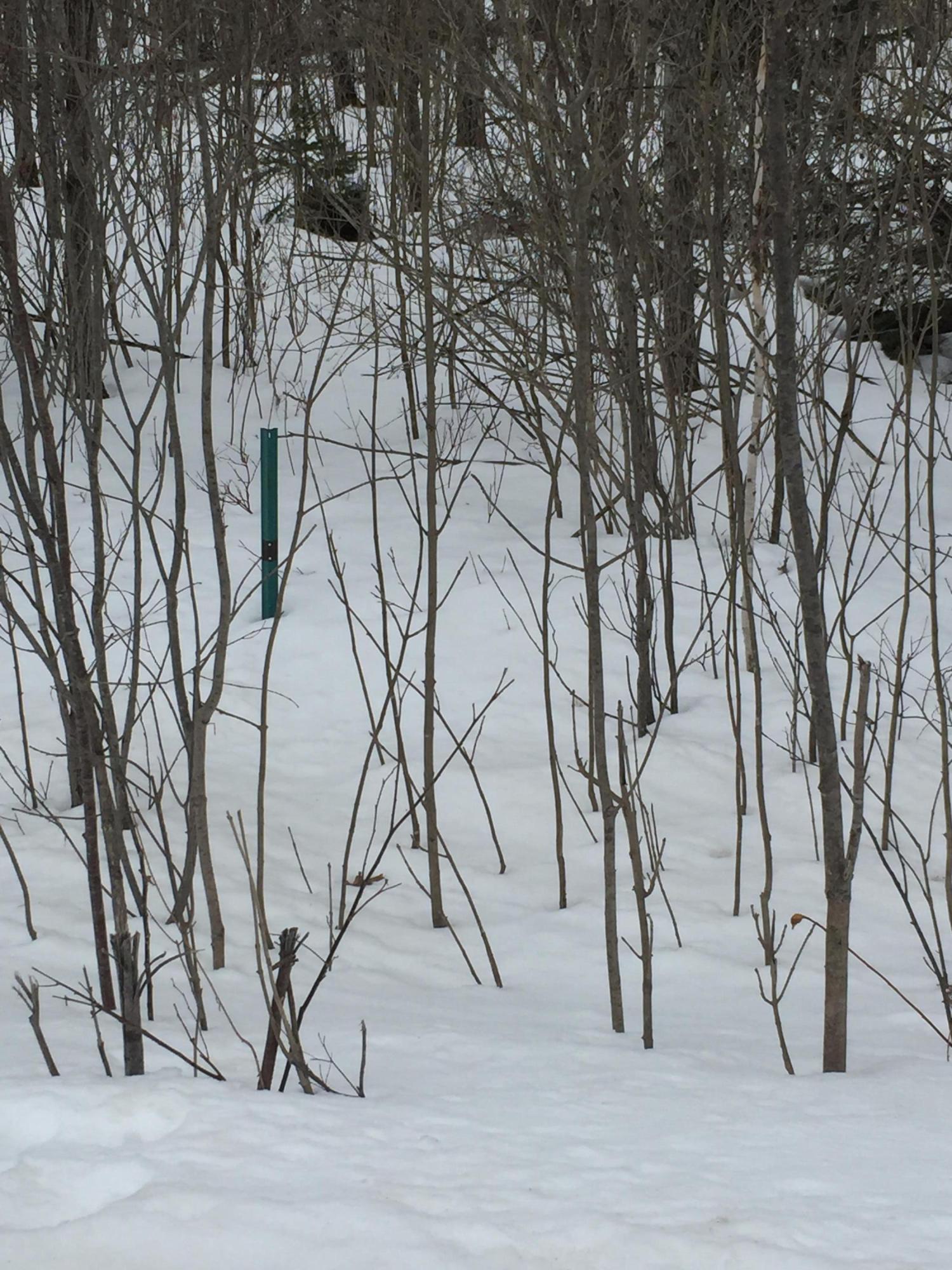 Beebe School Road Afton, MI 49705 - Photo 4 of 27 Gallery Image 4