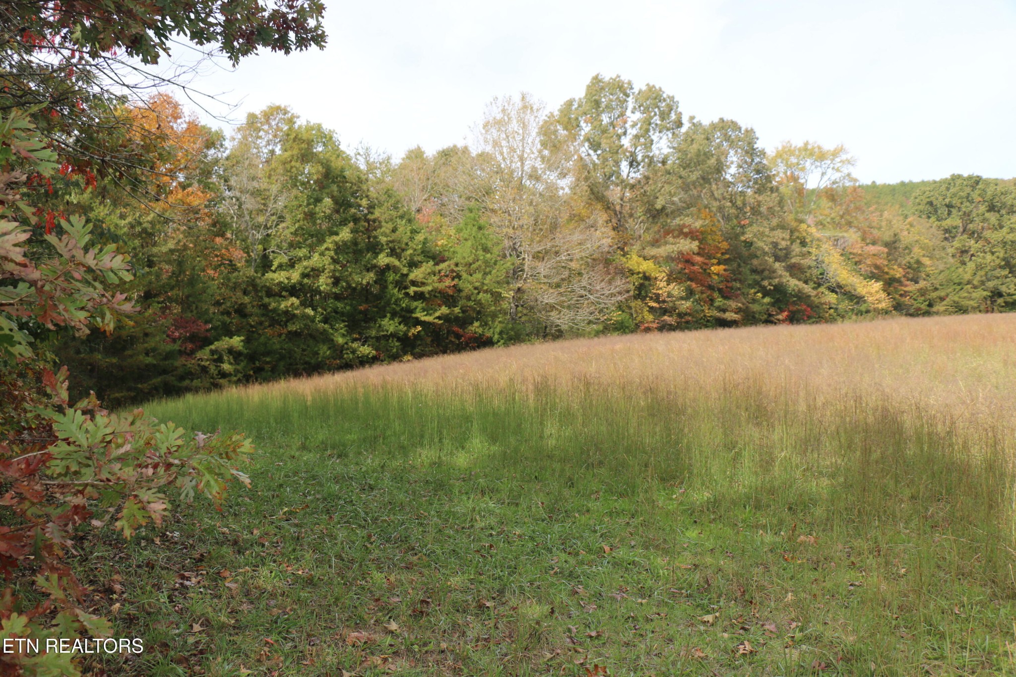 29 Ballplay Road Tellico Plains, TN 37385 - Photo 3 of 20