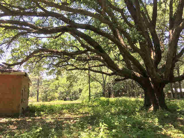 7275 Pinehill Road Daphne, AL 36526 - Photo 8 of 11