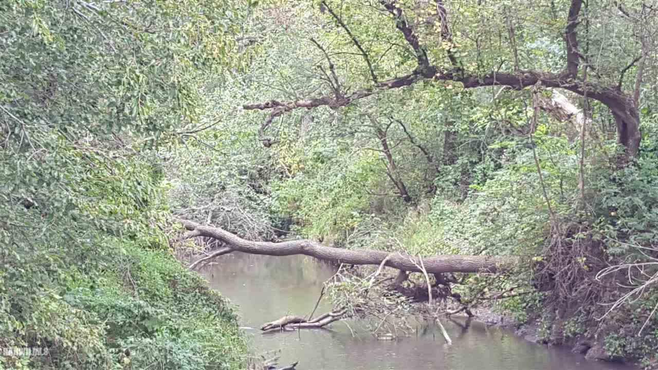 153 Big Cut Road Mount Carroll, IL 61053 - Photo 6 of 7 a view of a forest with a tree