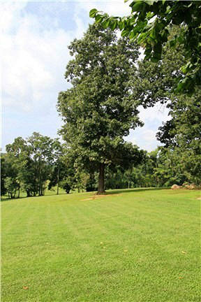 118 Little Timber Ridge Buchanan, VA 24066 - Photo 47 of 48 Tall Oak Trees
