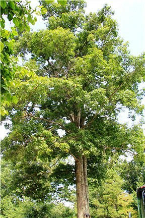 118 Little Timber Ridge Buchanan, VA 24066 - Photo 48 of 48 View of Oak Tree