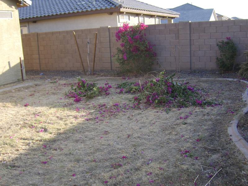 14217 West Calavar Road Surprise, AZ 85379 - Photo 8 of 8 Backyard
