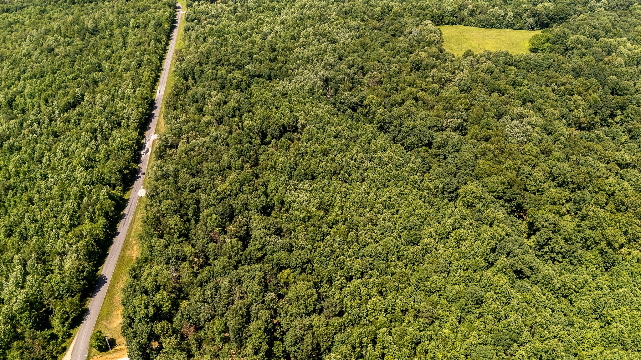 1 Brush Creek Road Lawrenceburg, TN 38464 - Photo 14 of 21 a view of a forest with a tree