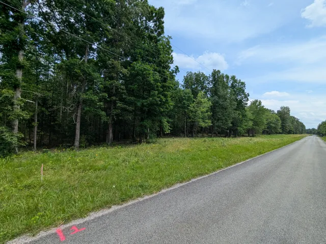 a view of a forest with trees in the background