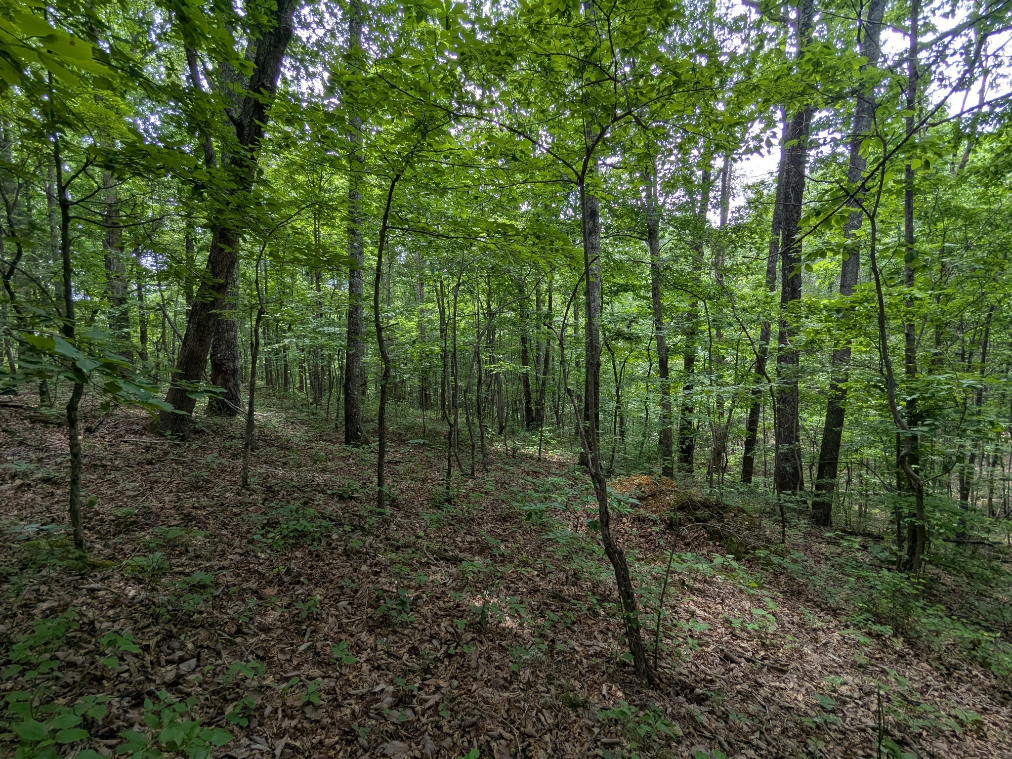1 Brush Creek Road Lawrenceburg, TN 38464 - Photo 9 of 21 a view of a forest with trees in the background