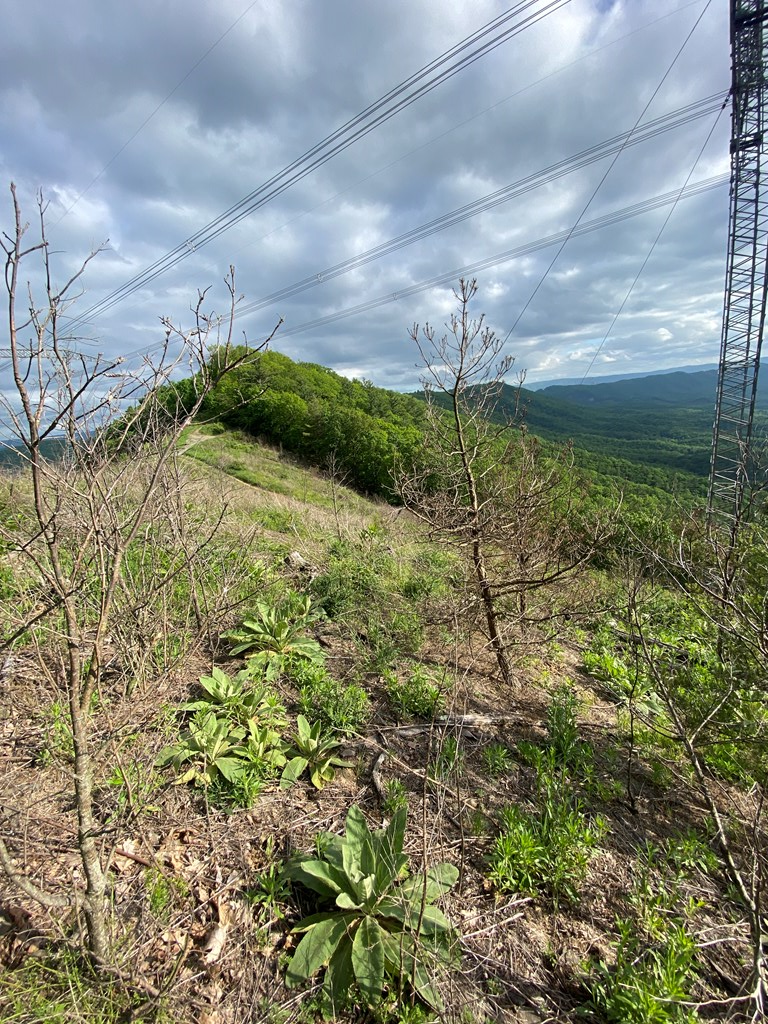 Tbd Tbd Hogback Road, Unit 34 Bland, VA 24315 - Photo 2 of 7 Gallery Image 2